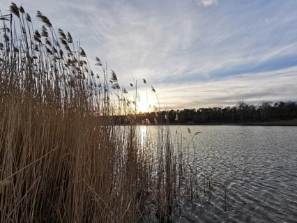 Peace at the lake, reeds and setting sun behind clouds, Berlin