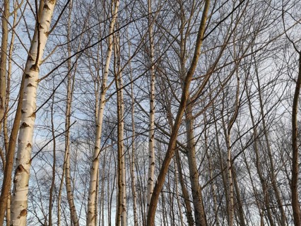 Bare birch trees (Betula) in front of a clear sky in winter, Berlin