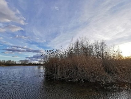 Reeds on the lakeside with cool sky and clouds in the background, Berlin