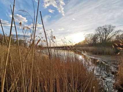 Idyllic lake with reeds, sunset and cloudy sky, Berlin