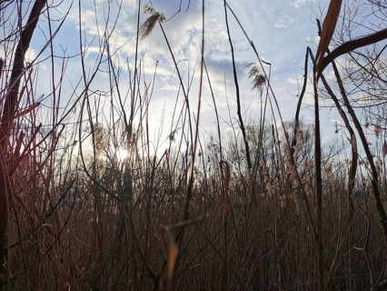 Sunlight falls through tall grasses, blue skies and clouds create a romantic scene, Berlin