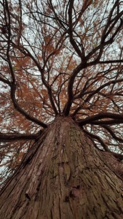 Dramatic view of a large tree with branching branches with close-up of the tree bark, view of the