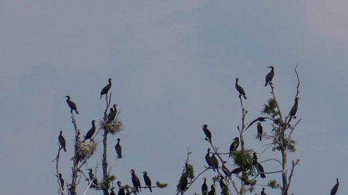 Flock of Comorants (Phalacrocoracidae) on branches, some with nests, against a clear sky, Bad