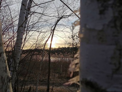 View of a sunset through birch trees (betula), Berlin