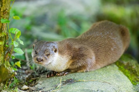 Eurasian otter (Lutra lutra) lying on a rock, Bavaria, Germany