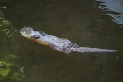 Eurasian otter (Lutra lutra) swimming in the water of a little lake, Bavaria, Germany