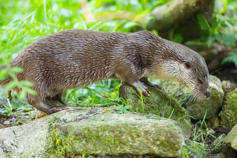 Eurasian otter (Lutra lutra) walking on a rock, Bavaria, Germany