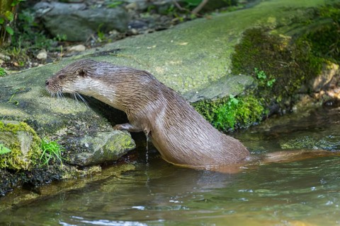 Eurasian otter (Lutra lutra) climbing out of the water on a rock, Bavaria, Germany