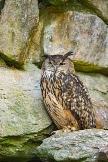 Eurasian eagle-owl (Bubo bubo) sitting on a rock in a stone wall, Bavaria, Germany