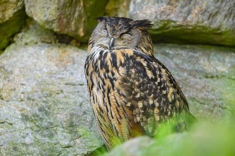 Eurasian eagle-owl (Bubo bubo) sitting on a rock in a stone wall, Bavaria, Germany