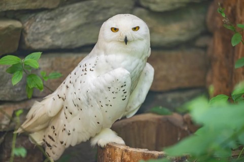 Snowy owl (Bubo scandiacus) sitting on a tree trunk in front of a stone wall, Bavaria, Germany