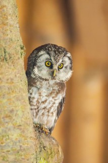 Boreal owl (Aegolius funereus) sitting on a branch, Bavaria, Germany