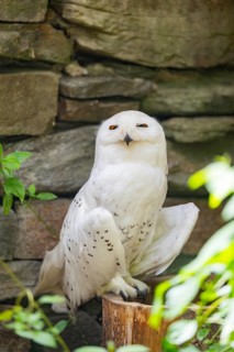 Snowy owl (Bubo scandiacus) sitting on a tree trunk in front of a stone wall, Bavaria, Germany