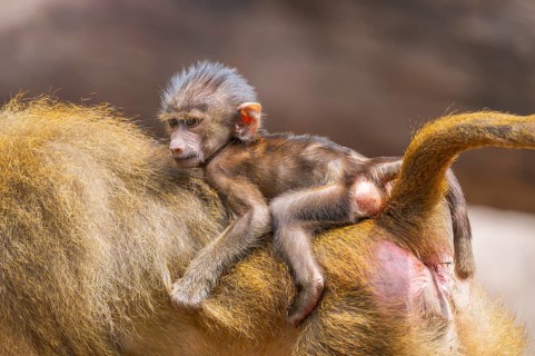 Guinea baboon (Papio papio) youngster hanging on its mothers back, Bavaria, Germany Europe