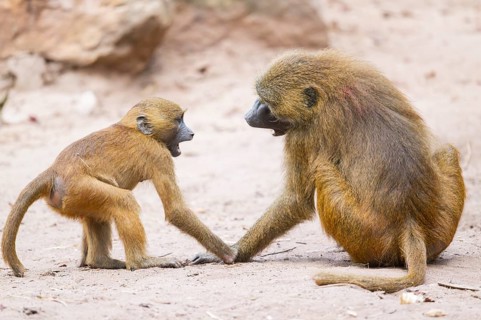 Two Guinea baboons (Papio papio) arguing with each other, Bavaria, Germany Europe