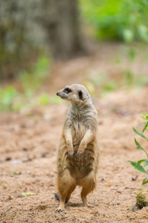 Close-up of a meerkat or suricate (Suricata suricatta) stands on its hind legs on the ground,