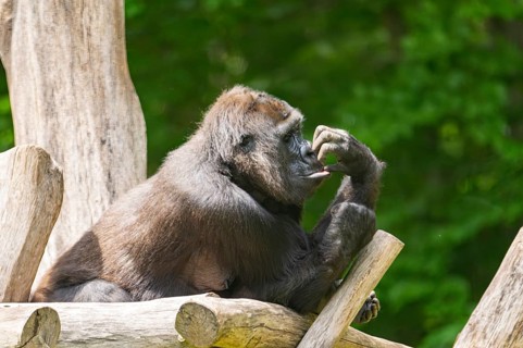 Western lowland gorilla (Gorilla gorilla gorilla) lying on wood, captive, Bavaria, Germany
