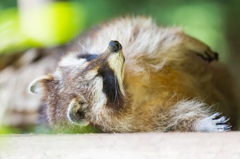 Common raccoon (Procyon lotor) lying on the ground, Bavaria, Germany