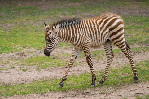 Plains zebra (Equus quagga) youngster (foal) walking on a meadow, Germany