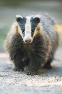 European badger (Meles meles) walking on the ground, Bavaria, Germany
