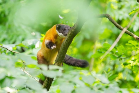 Yellow-throated marten (Martes flavigula) on a branch in summer, Germany