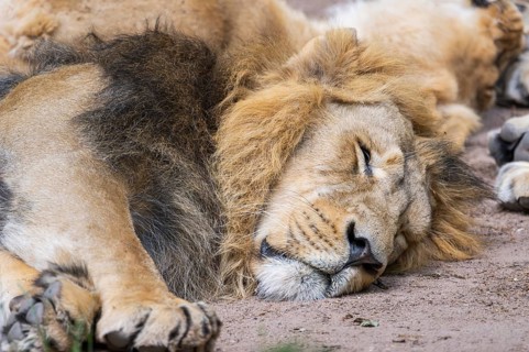 One year old Asiatic lion (Panthera leo persica) male, lying on the ground, portrait, captive,