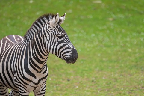 Plains zebra (Equus quagga) standing on a meadow, portrait, Germany