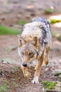 European gray wolf (Canis lupus lupus) walking in a forest, Germany