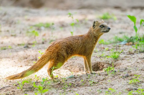 Yellow Mongoose or red meerkat (Cynictis penicillata) standing on the ground, Germany