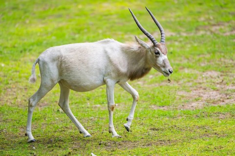 Addax (Addax nasomaculatus), walking on a meadow, Bavaria, Germany