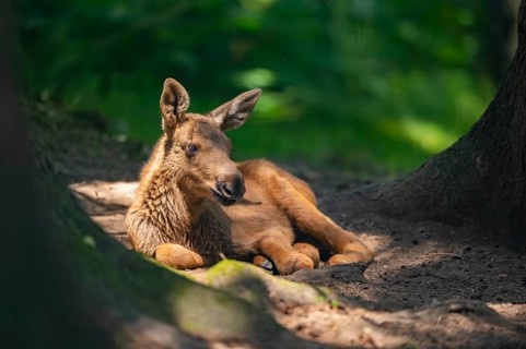 Eurasian elk (Alces alces) youngster lying in a forest, Bavaria, Germany