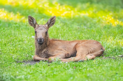 Eurasian elk (Alces alces) youngster lying on a meadow, Bavaria, Germany