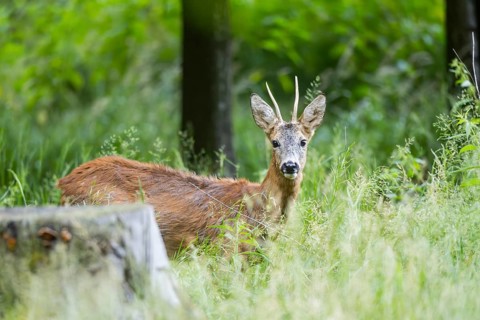 Roe deer (Capreolus capreolus) in standing on a meadow, Bavaria, Germany