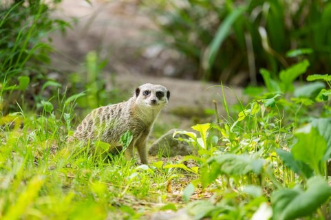 Meerkat (Suricata suricatta) sitting on the ground in the grass, captive, Germany