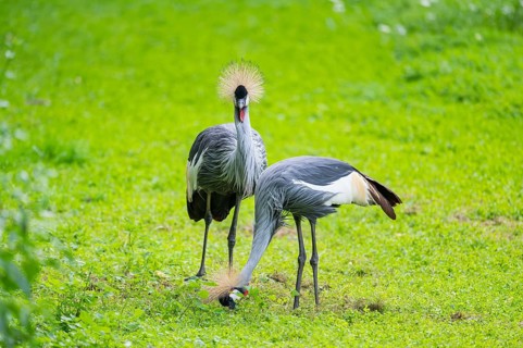 Black crowned crane (Balearica pavonina) walking on a meadow, Bavaria, Germany