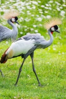 Black crowned crane (Balearica pavonina) walking on a meadow, Bavaria, Germany