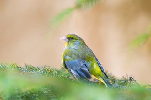 European greenfinch (Chloris chloris) sitting on a branch, Bavaria, Germany