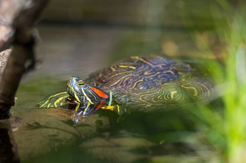 Red-eared slider (Trachemys scripta elegans) on a tree trunk, in the water of a little lake,