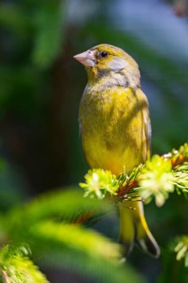 European greenfinch (Chloris chloris) sitting on a branch in spring, Bavaria, Germany
