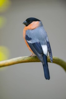 Eurasian bullfinch (Pyrrhula pyrrhula) male sitting on a branch, Bavaria, Germany