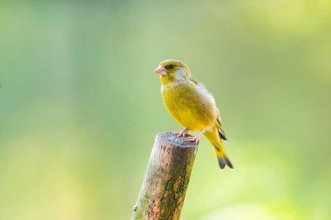 European greenfinch (Chloris chloris) sitting on a wood, Bavaria, Germany