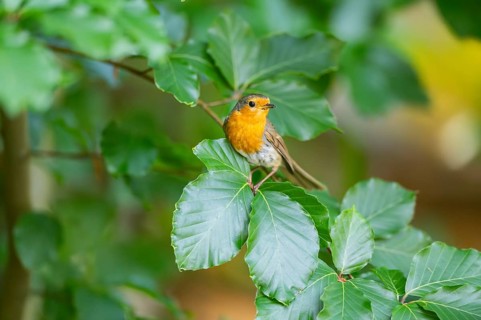European robin (Erithacus rubecula) sitting on a branch, Bavaria, Germany
