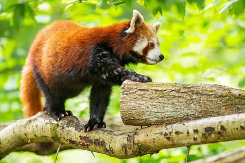 Red panda (Ailurus fulgens) on a branch in a tree, captive, Germany