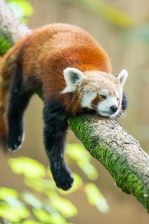 Red panda (Ailurus fulgens) lying on a branch in a tree, Germany