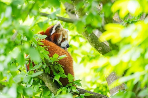Red panda (Ailurus fulgens) on a tree, Germany