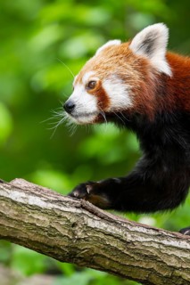 Red panda (Ailurus fulgens) on a branch in a tree, captive, Germany