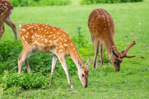 Sika deer (Cervus nippon) male and female standing on a meadow, Bavaria, Germany