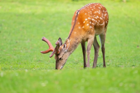 Sika deer (Cervus nippon) male standing on a meadow, Bavaria, Germany