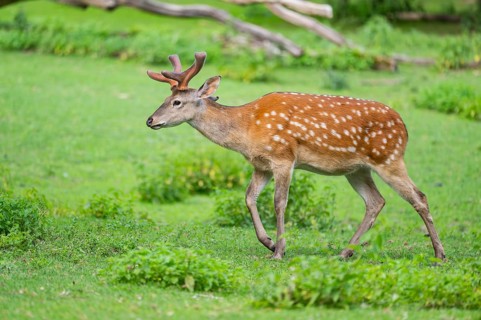 Sika deer (Cervus nippon) male walking on a meadow, Bavaria, Germany
