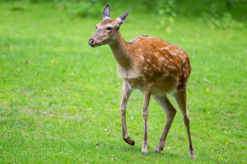 Sika deer (Cervus nippon) female walking on a meadow, Bavaria, Germany